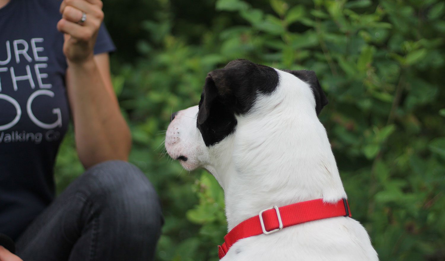 nature of the dog grand rapids dog walking boarding daycare dog babysitting jobs