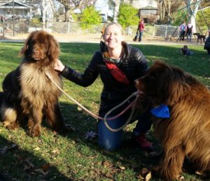 dog walking service grand rapids certified