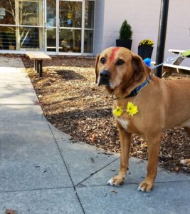 doggy daycare grand rapids