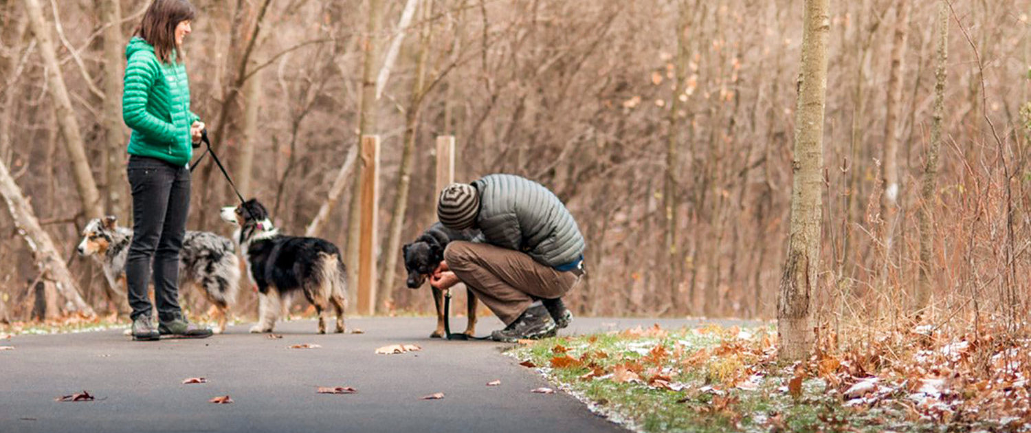 Grand Rapids Dog Walking Company