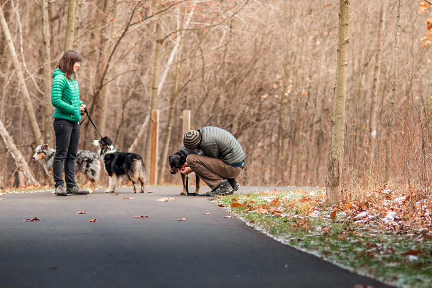 Grand Rapids Dog Walking Company