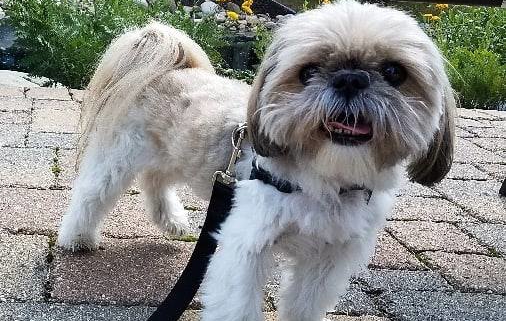 Dog of the Week -Sammy - Nature of the Dog