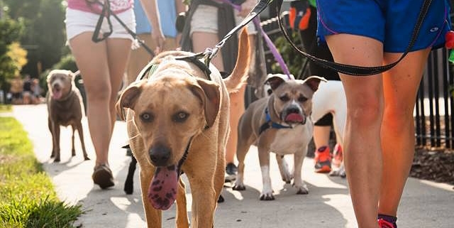 Village dog best sale walking