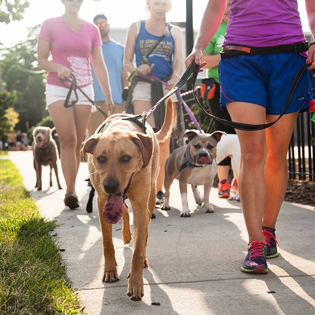 Ada community dog walk nature of the dog daycare boarding dog walking company service