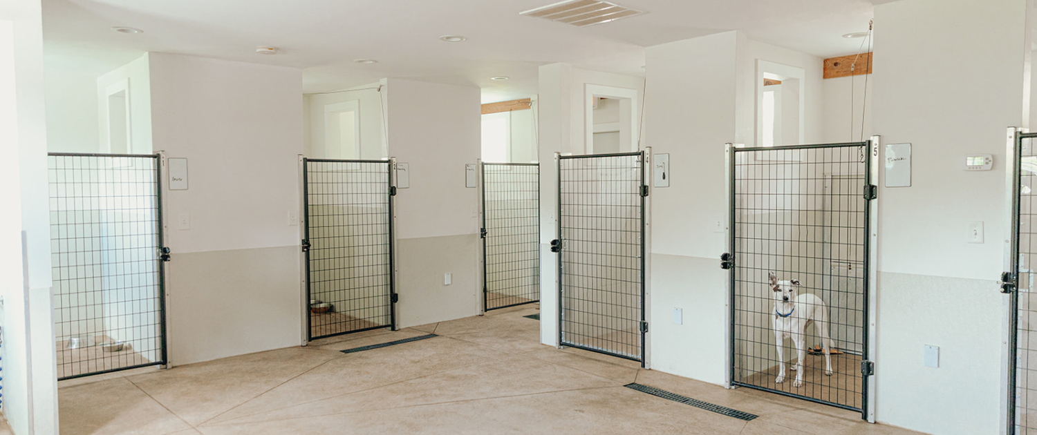 Greyhound kennel best sale design