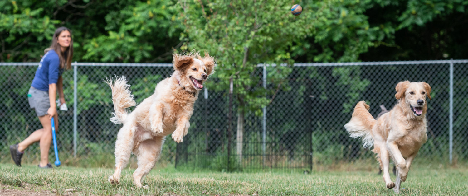 Rudyard Kipling mangel Kan ignoreres Nature of the Dog Boarding and Daycare